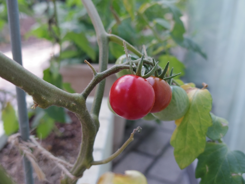 tomato